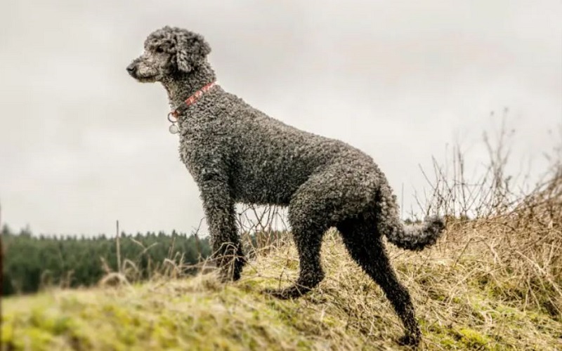 Standard Poodle