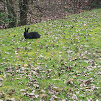 Libero nel parco di 