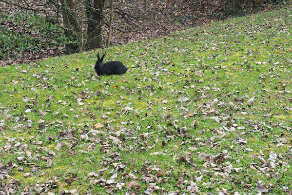 Libero nel parco di nikobert