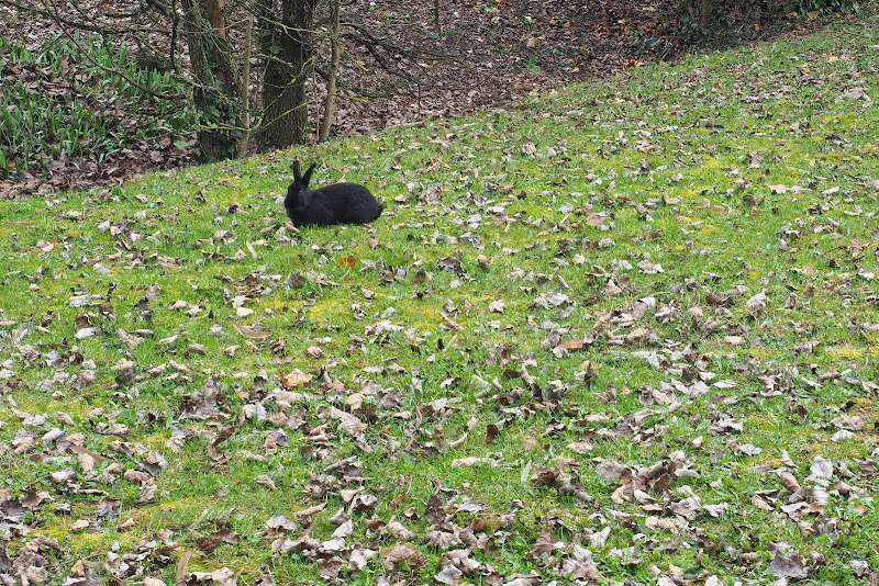 Libero nel parco di nikobert