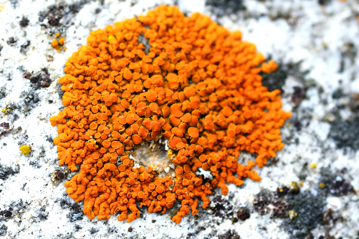 Elegant Sunburst  Lichen