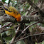 Tángara dorada - Golden tanager