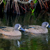 Blue-winged Teal