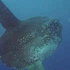 Oceanic Sunfish