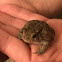 Eastern American toad