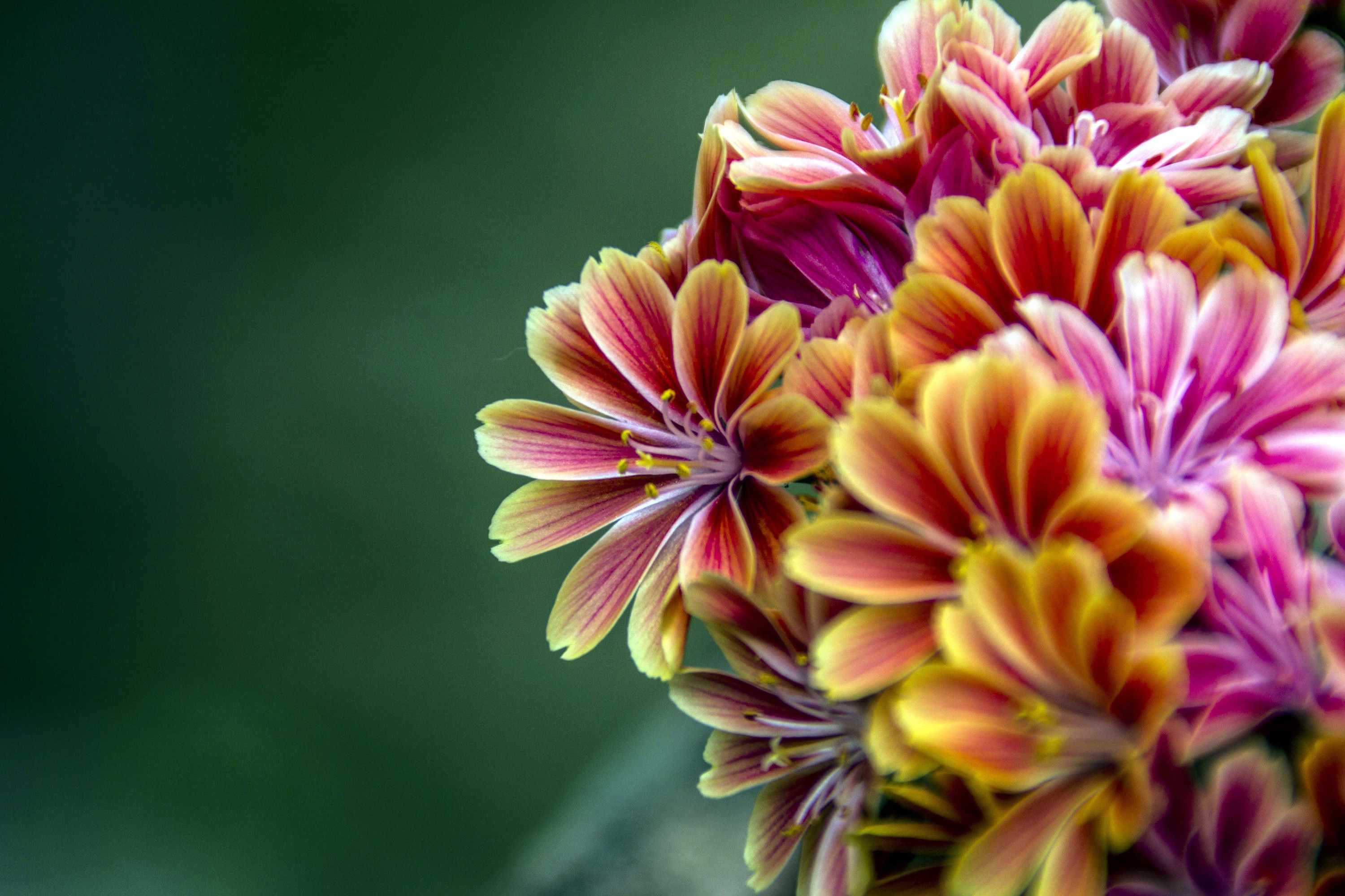 Il profumo della primavera di dona's photography