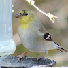 American Goldfinch