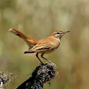 Rufous-tailed Scrub-robin