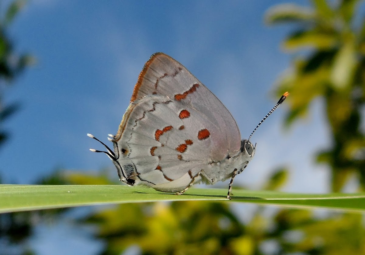 Red-spotted hairstrea