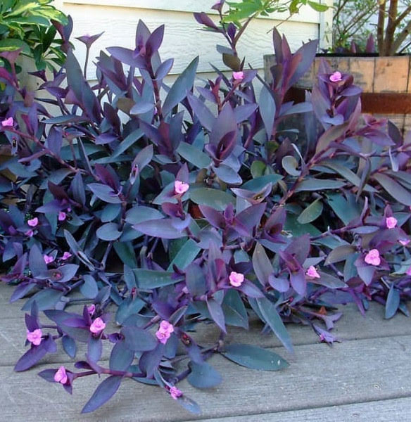 Tradescantia planta de color purpura instalada en jardines verticales 