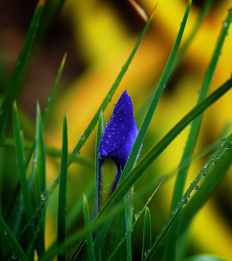 Fioritura Iris Blu di Merlograziano