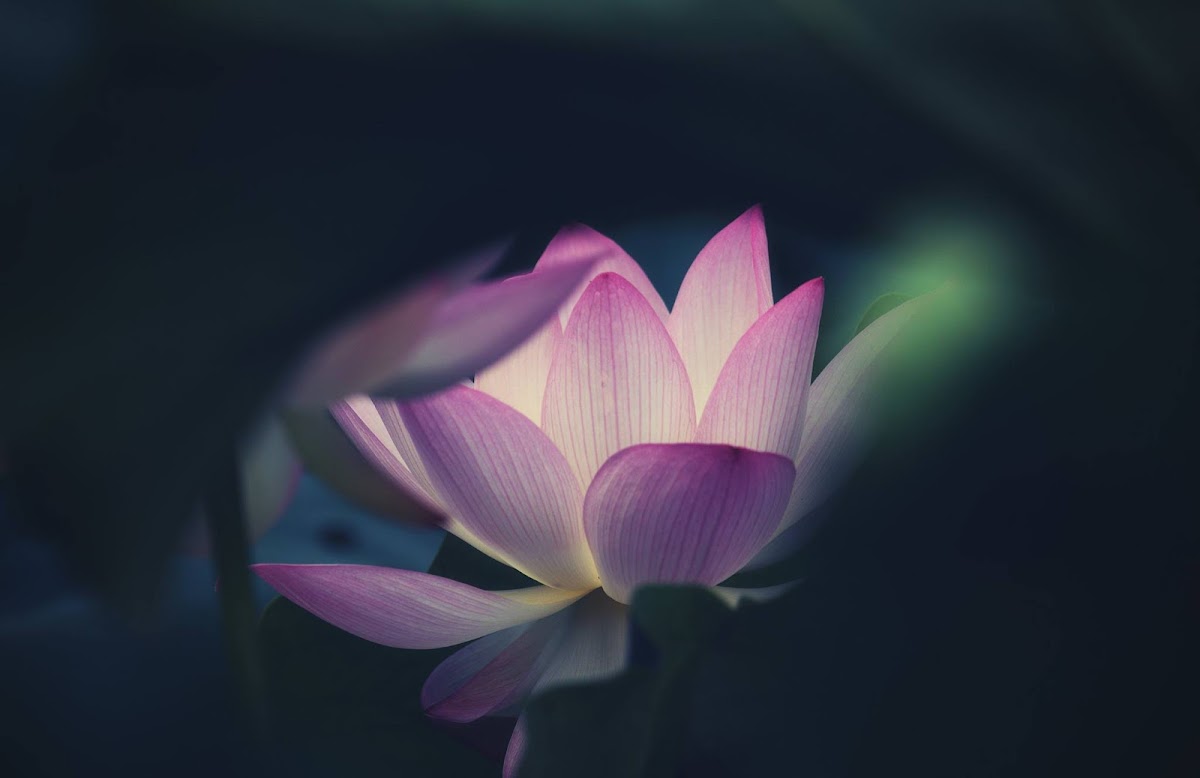 Indian Lotus (荷花)