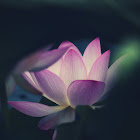 Indian Lotus (荷花)