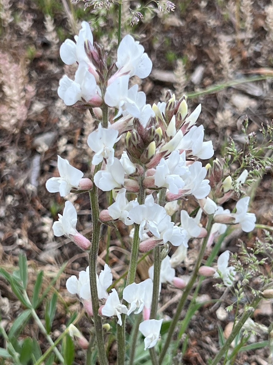 Field Locoweed