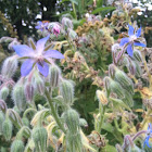 Borage