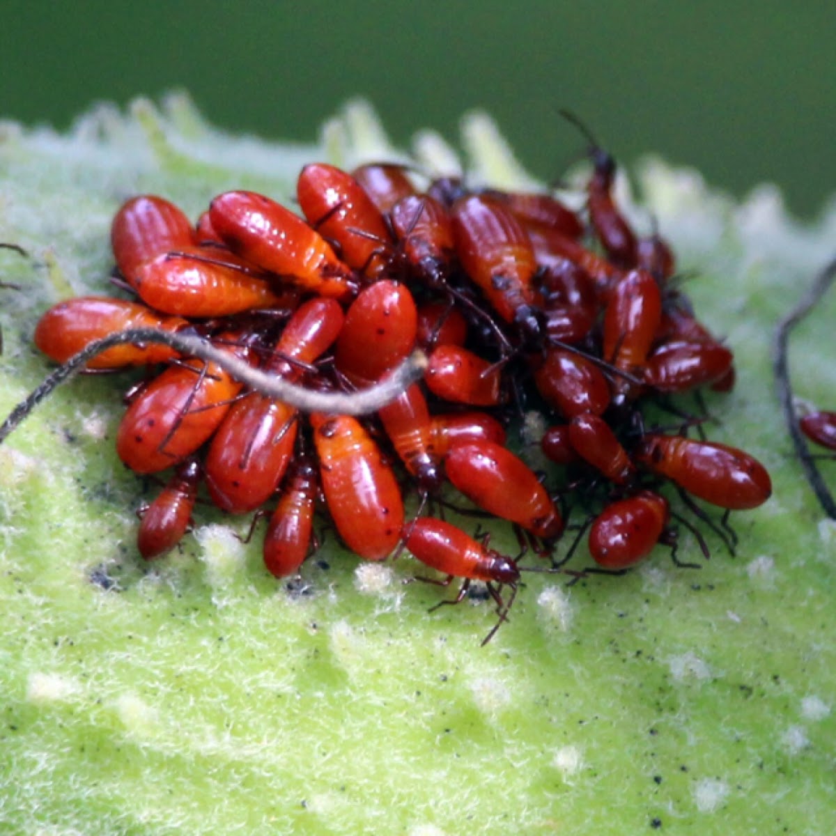 Large Milkweed Bug (Immature Nymph)