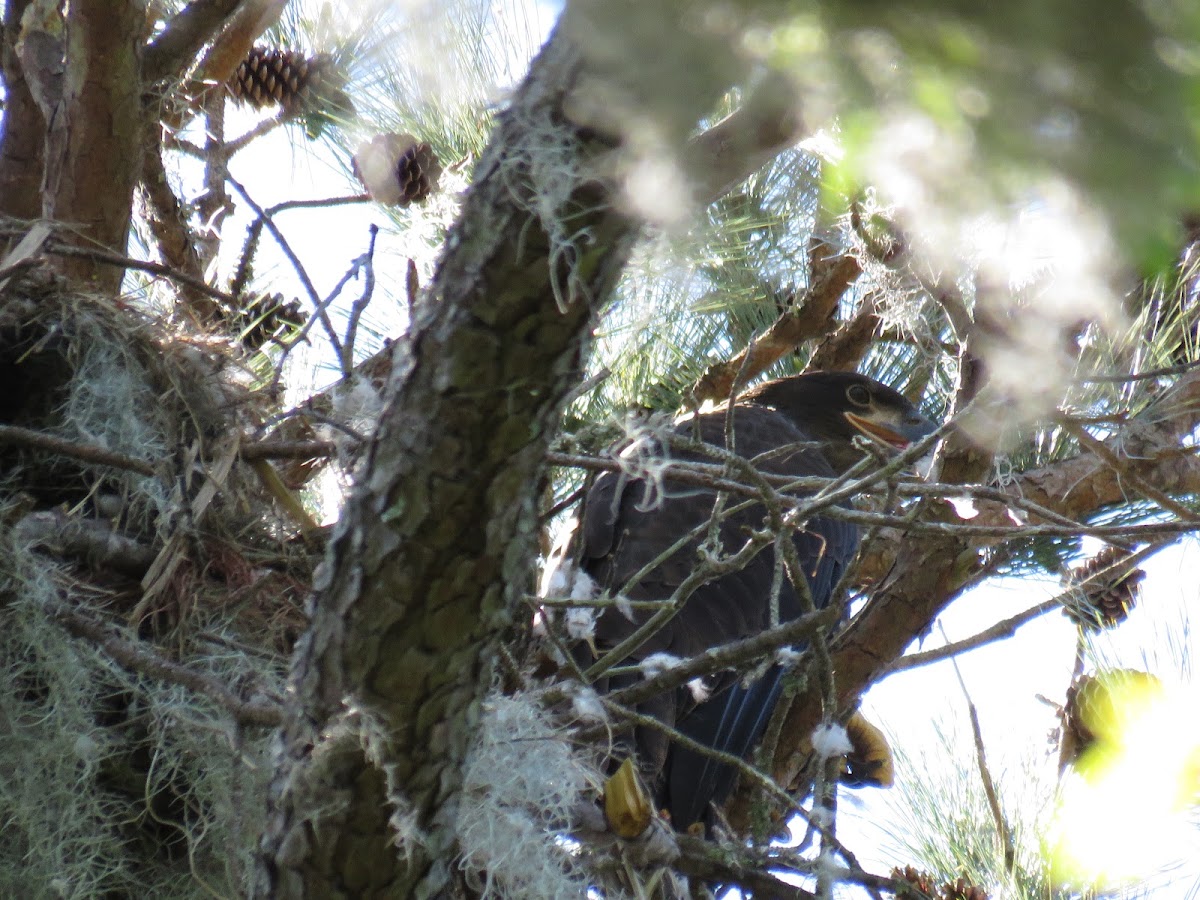 Juvenile Bald Eagle