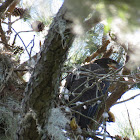 Juvenile Bald Eagle