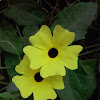 Black-eyed Susan Vine