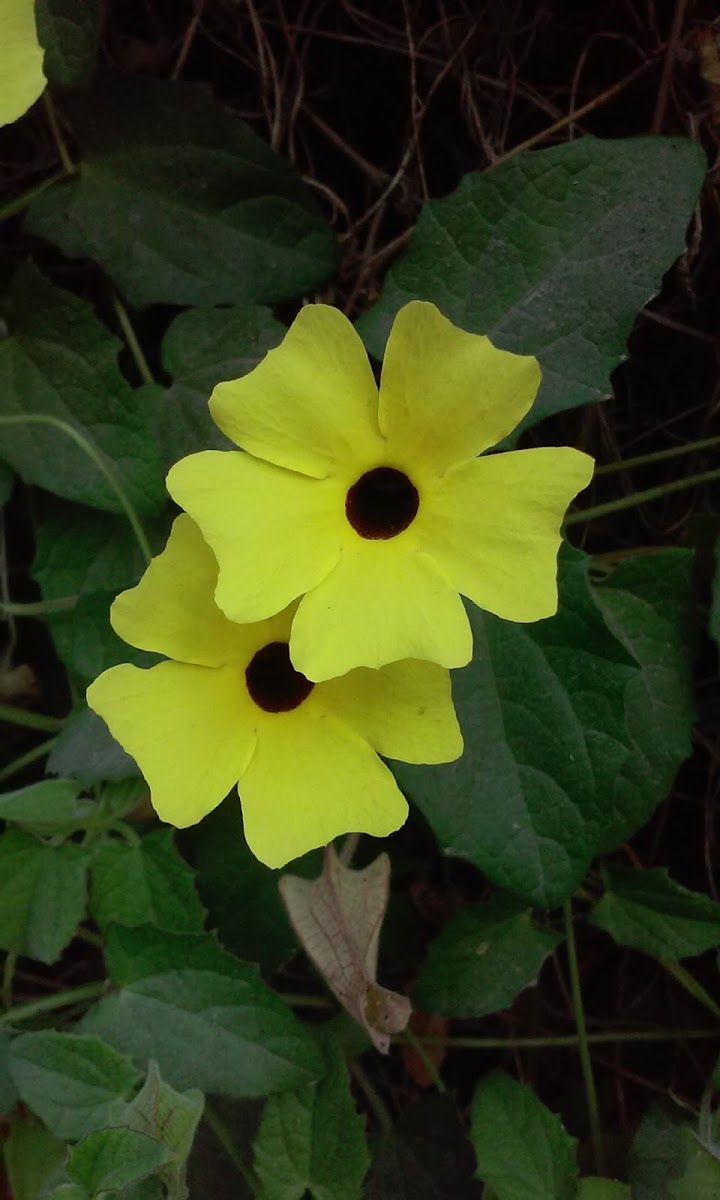 Black-eyed Susan Vine