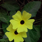 Black-eyed Susan Vine