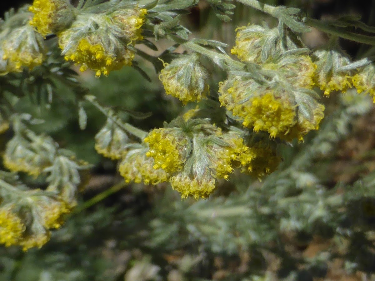 Fringed Sagewort