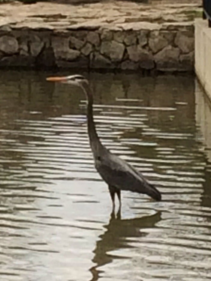 Great Blue Heron