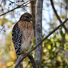 Red-Shouldered Hawk