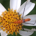 Milkweed Assassin Bug