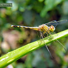 Blue Ground Skimmer