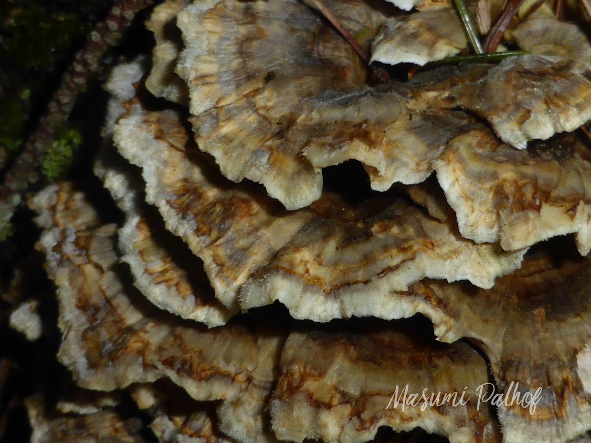 Turkey Tail