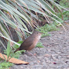 Southern house wren