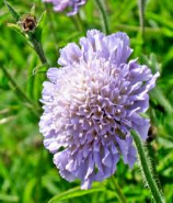 field scabious