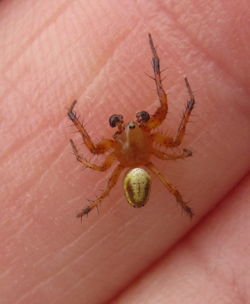 Sixspotted Orbweaver, male