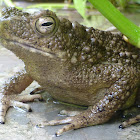 River Toad