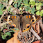 Common Buckeye Butterfly