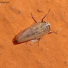 Leafhopper