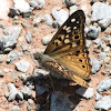 Hackberry Emperor