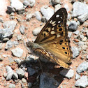 Hackberry Emperor