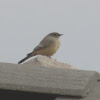 Say's Phoebe