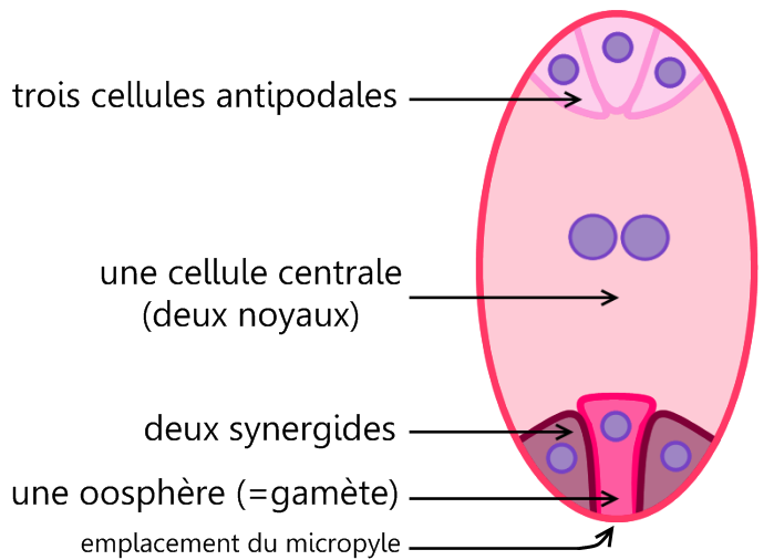 Fichier: Sac-embryonnaire.png