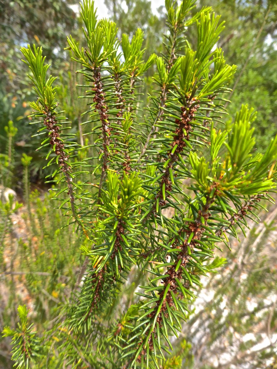 Sandhill Rosemary