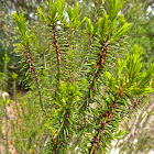 Sandhill Rosemary