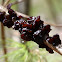 Jelly Roll Fungus