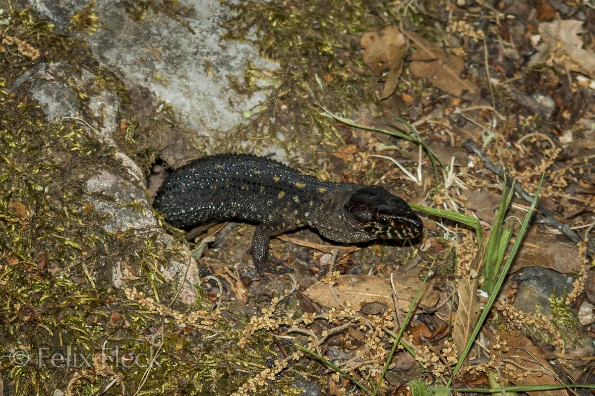 Yellow-spotted Tropical Night Lizard