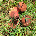 Dotted stem boletus