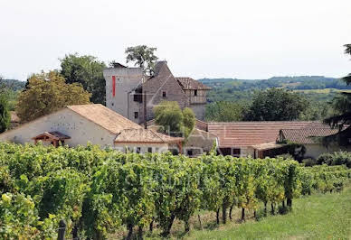 Vineyard 9