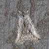 Ashy Pleromelloida moth