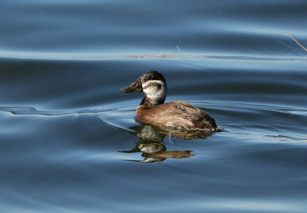 White-headed Duck