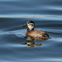 White-headed Duck